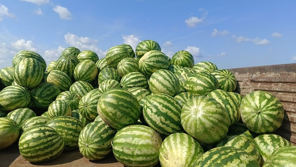 Тәтті дәмі Арбуз Сатылады келісім бар
