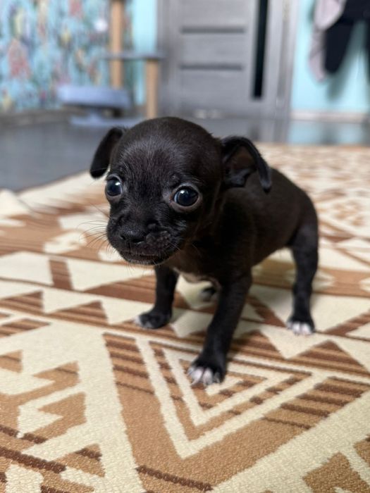 Чихуахуа мальчик