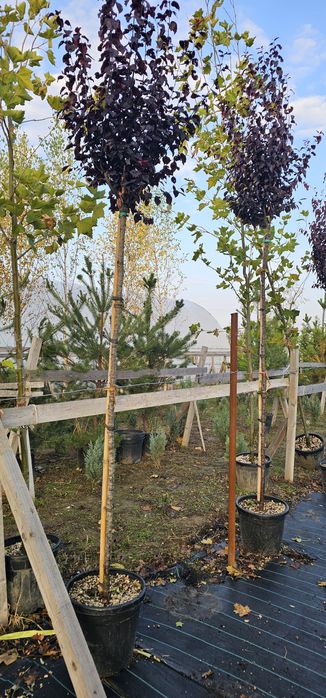 Prunus Nigra Cerasifera ( corcoduș rosu )