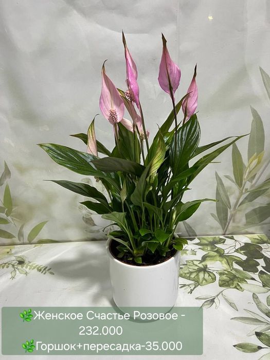 Орхидеи, Антуриум, Женское счастье и др