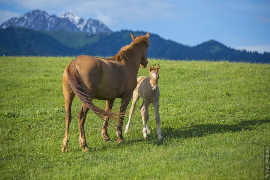 Кулынды бие сатамын