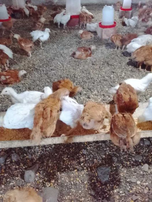 Pui Kabir Carne de vânzare ! (Livram și la Domiciliu peste 50 BC,zona Neamț )