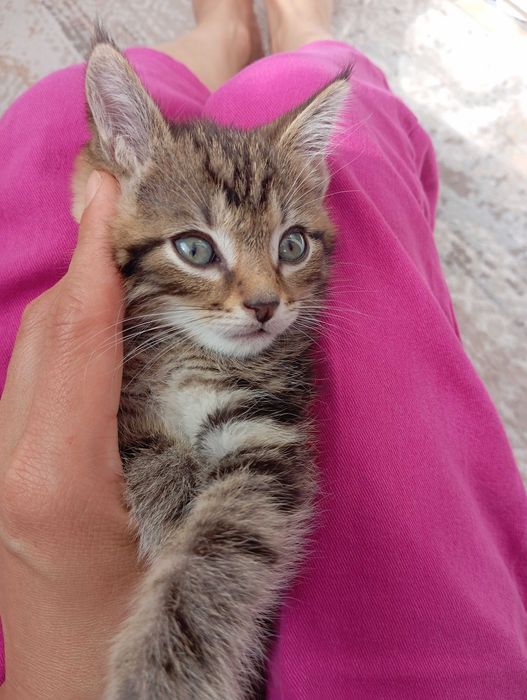 Отдам в добрые руки котенка мальчик