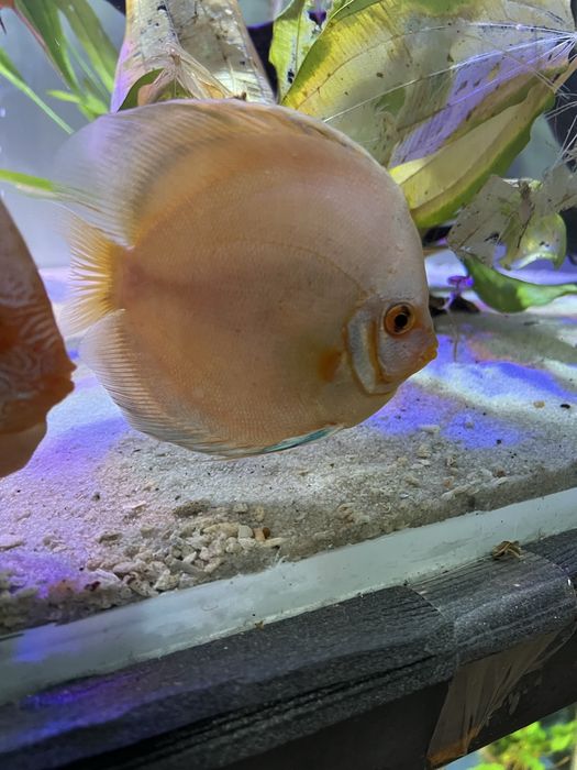 Дискуси 12-14 см  и Channa 14-15 см