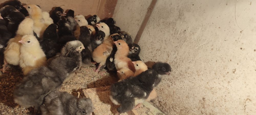 Продам циплят домашний