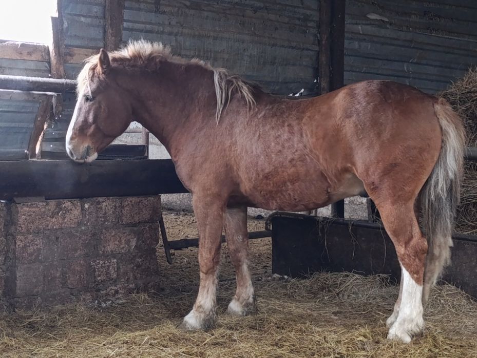 Продам обменяю жеребца