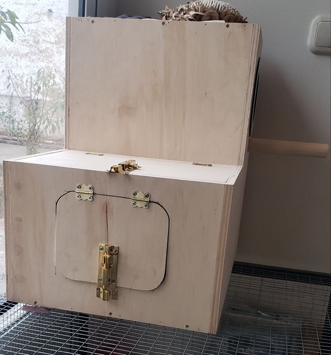 Рабочий Александрийский попугай