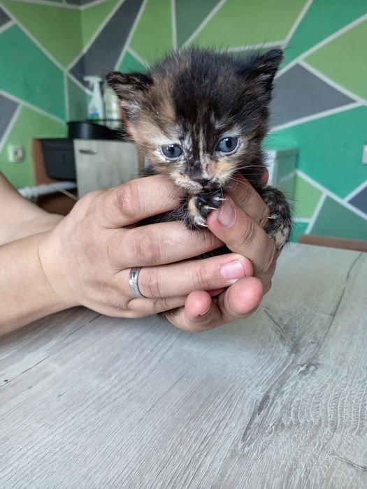 Отдадим котят в добрые руки