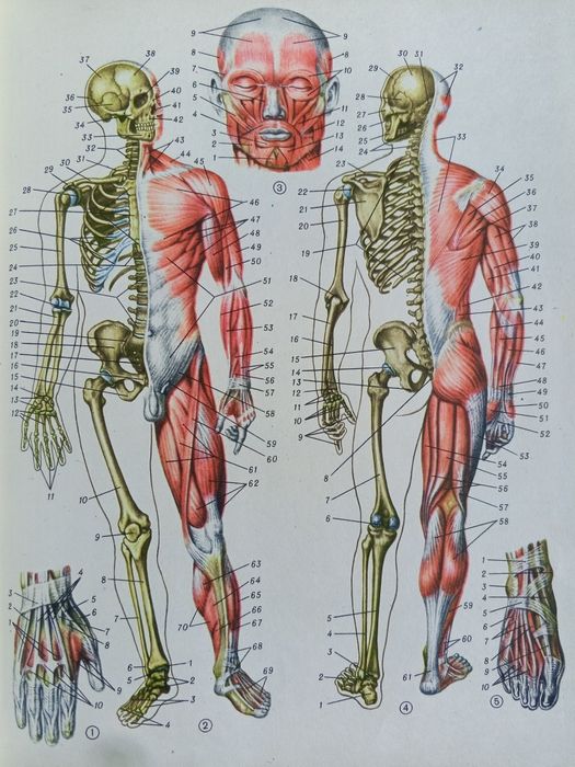 Медицинская энциклопедия