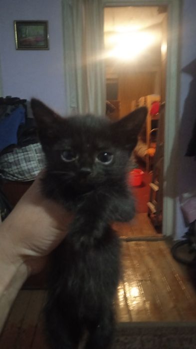 Отдаю бесплатно котят