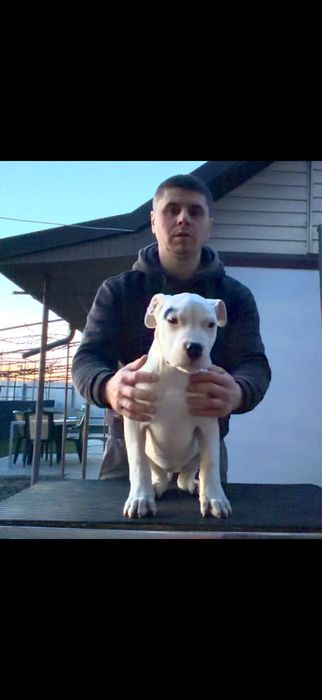 Femela Dog Argentinian/Pedigree