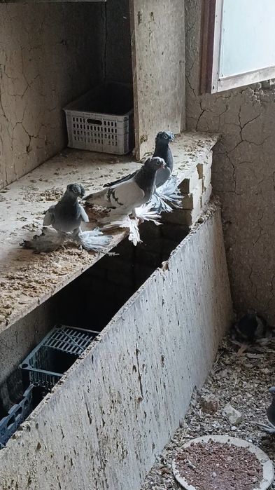 Продам  ронтовых