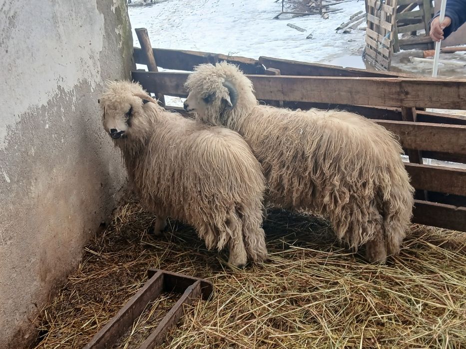 Vand 2 berbecuți de prasila