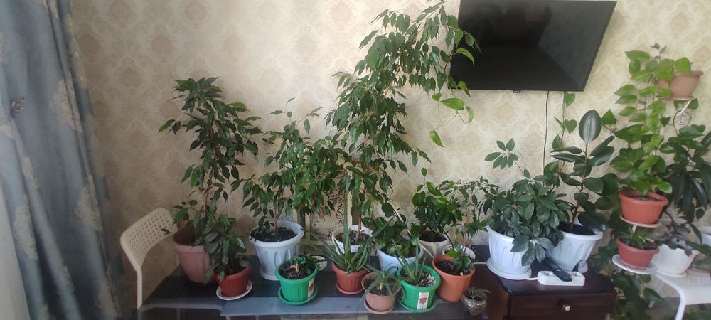 Продаются комнатные цветы