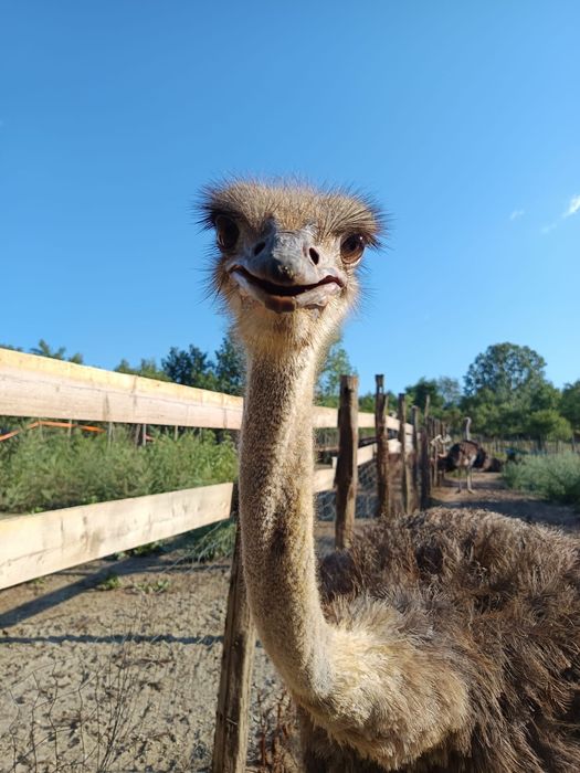 Ouă de struț proaspete din gospodăria proprie, Bărboi, Dolj