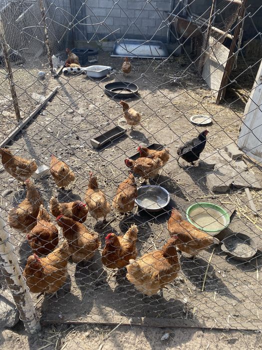 Куры несушки Ломан браун