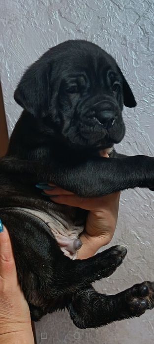 Продам щенков Кане Корсо