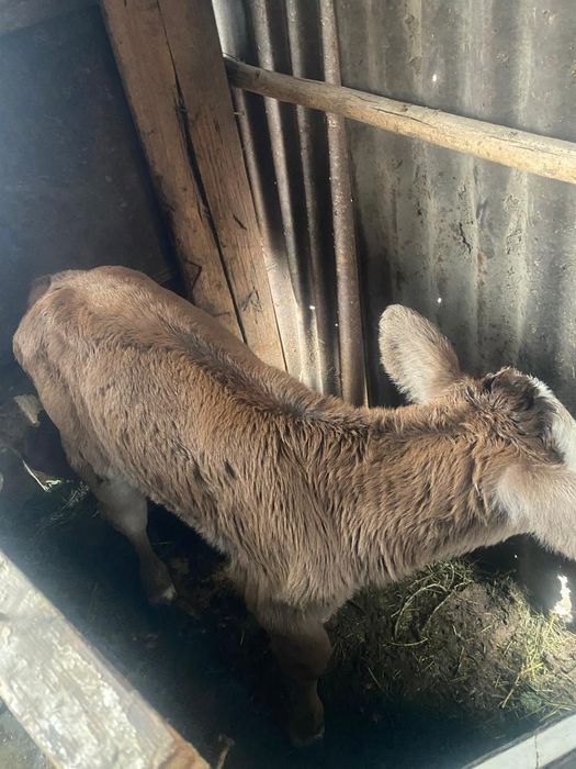 Продам телёнка девочка