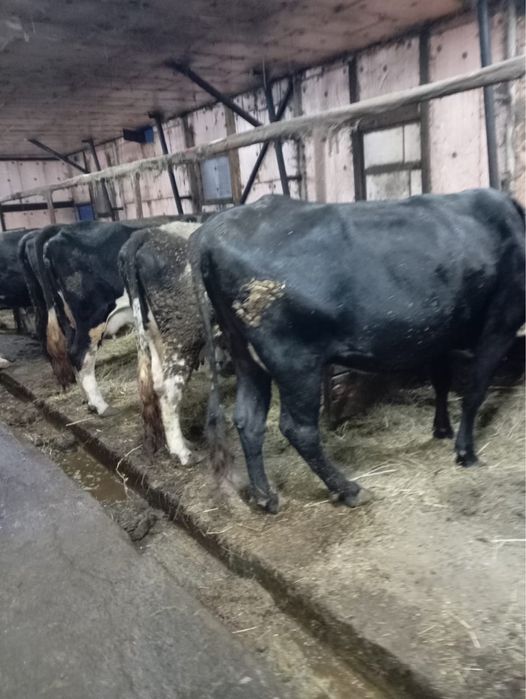 Продам стельных коров
