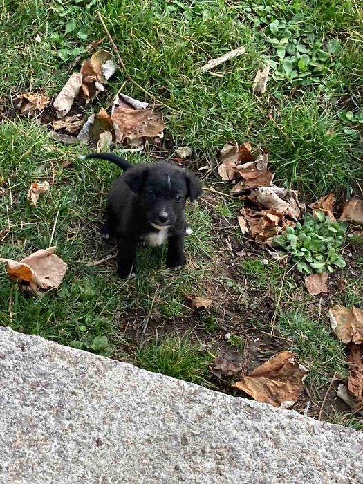 Спешно се търсят грижовни стопани!