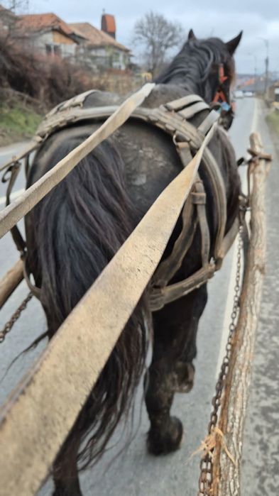 Manz de 2 ani invatat la ham