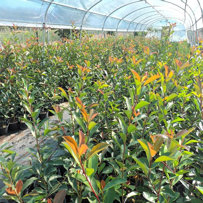 Chiparos Leylandii,Laur Englezesc și Photinia Red Robin