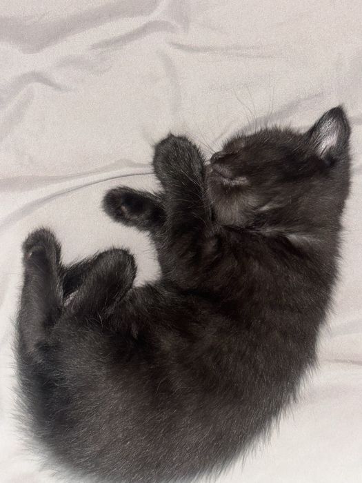 Котенок 1,5 месяца мальчик полубританец