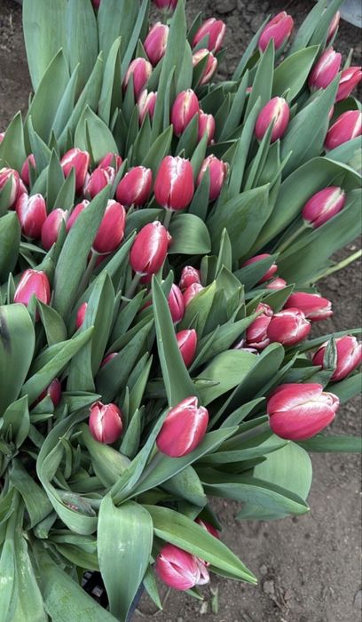 Шикарные тюльпаны в г. Шымкент