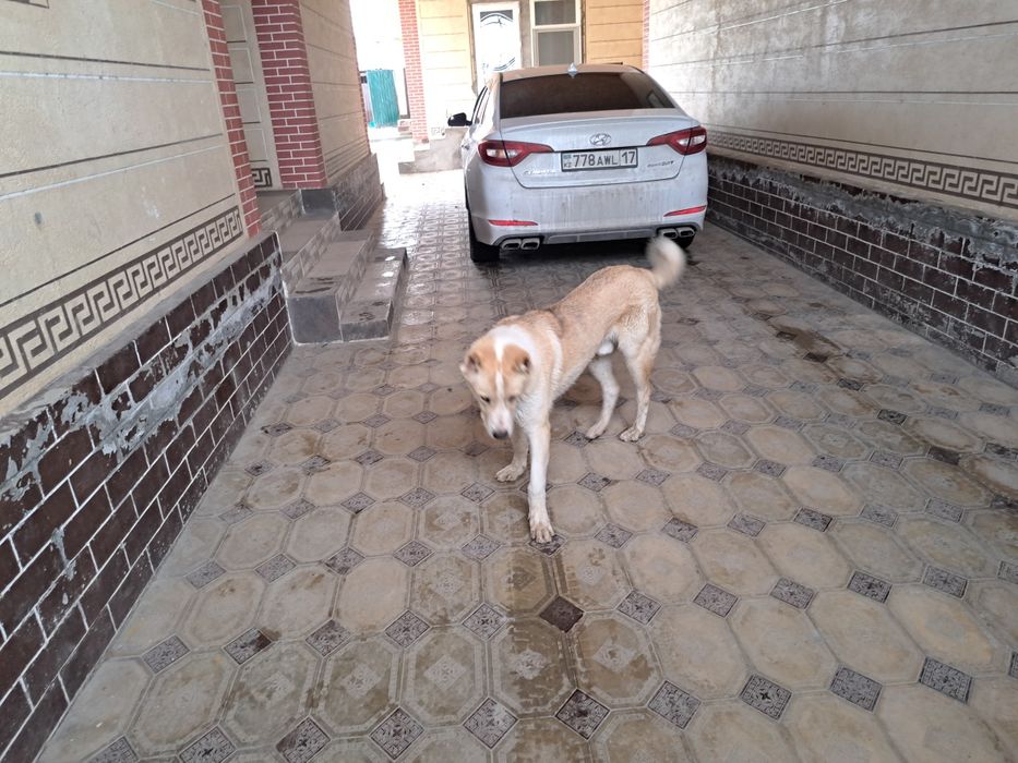 Алабай ит бір жылдық