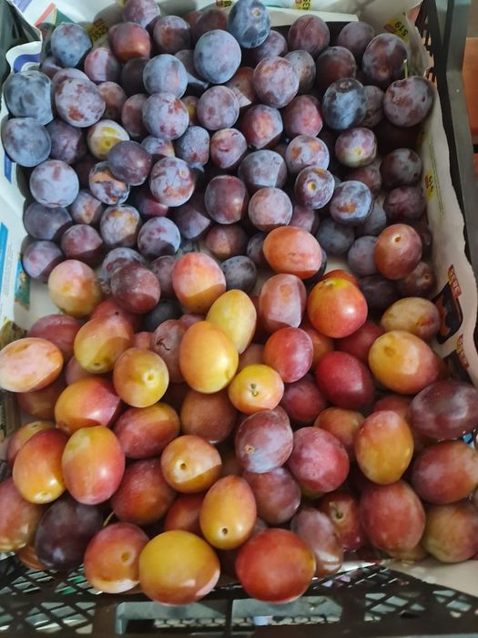 Продам домашнюю сливу