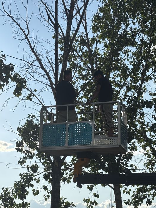 Спил деревьев, Агаш кесу, обрезка