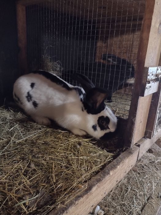 Зайци Немски пъстър великан Пеперуда