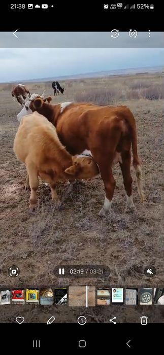 Ірі қара сатылады