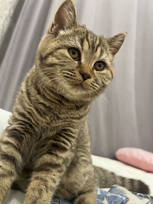 Отдам кошечку британку в хорошие руки