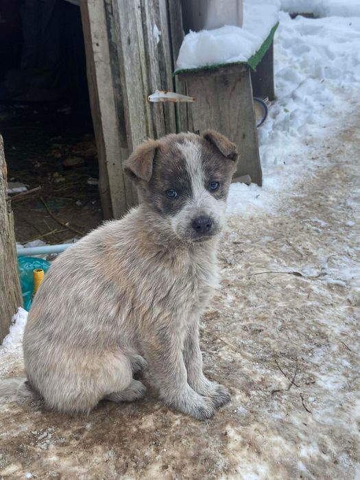 Ofer spre donatie catei