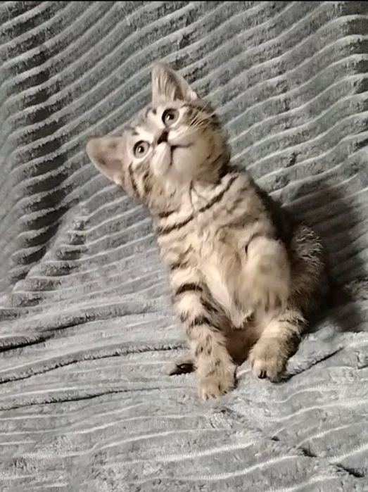 Мальчик. Скоттиш страйт.