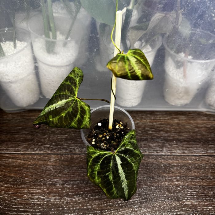 Диоскорея Дисколор