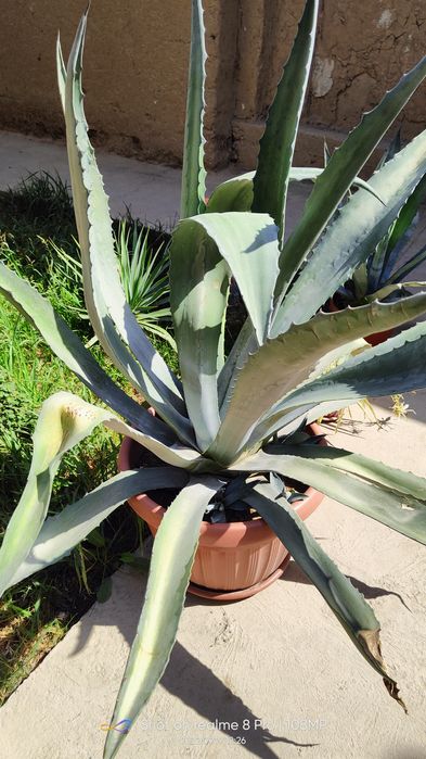 Kotta Agava sotiladi