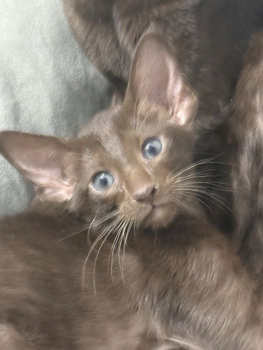 Продам ориентальных малышей