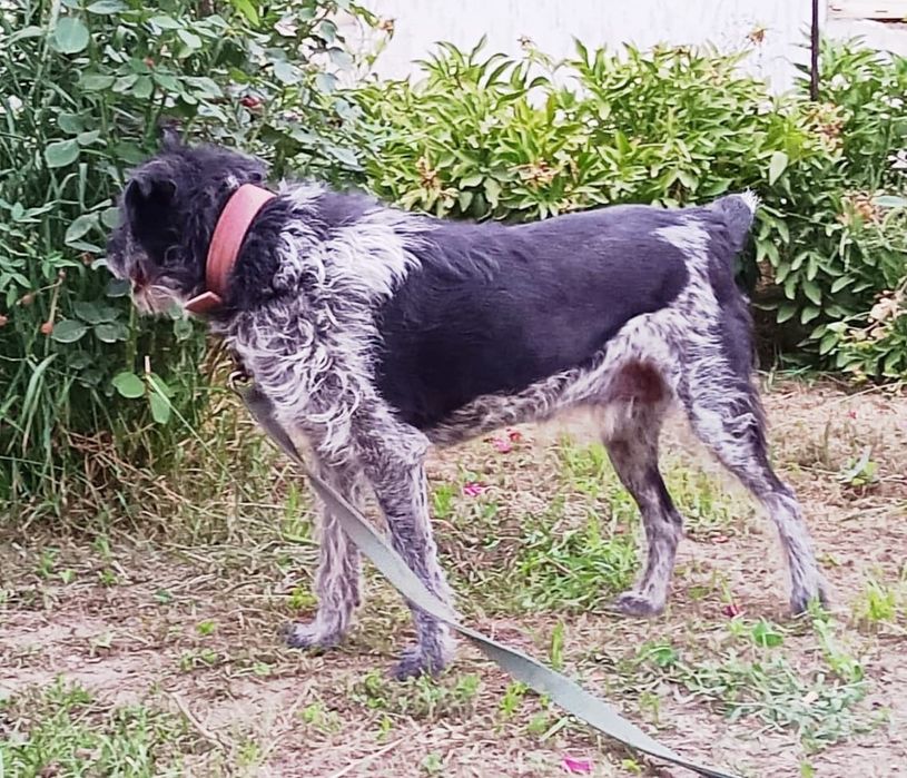 Собачки Компаньоны и звоночки