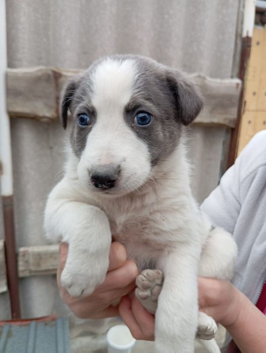 Отдам щенят в добрые руки