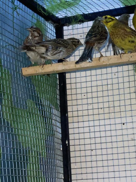 Karella va boshqa sayroqi qushlar