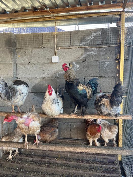 Петухи полубрам