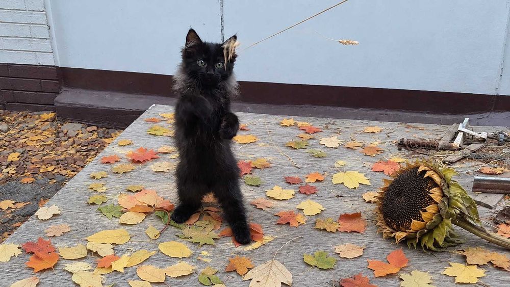 Продаётся котёнок, мальчик, похож на сибиряка