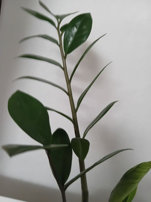 Денежное дерево. Замиокулькас.