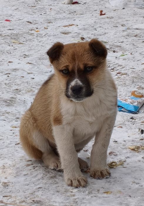 Щенок девочка с глазами хамелионами.