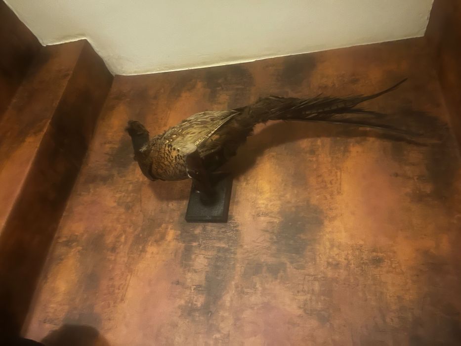 Препариран фазан на стойка за стена