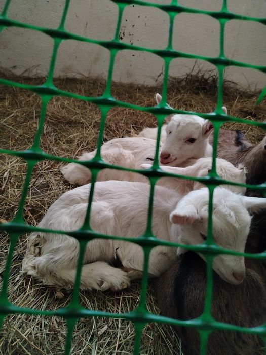 Козлята зааненской породы