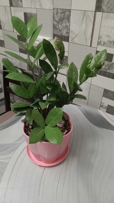 Денежное дерево,Долларовое дерево