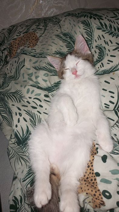 Кот Кеша даром безвозмездно